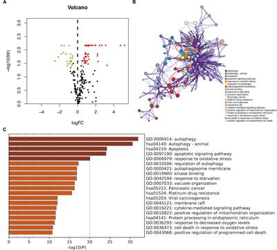 An Autophagy-Related Gene Signature Associated With Clinical Prognosis and Immune Microenvironment in Gliomas